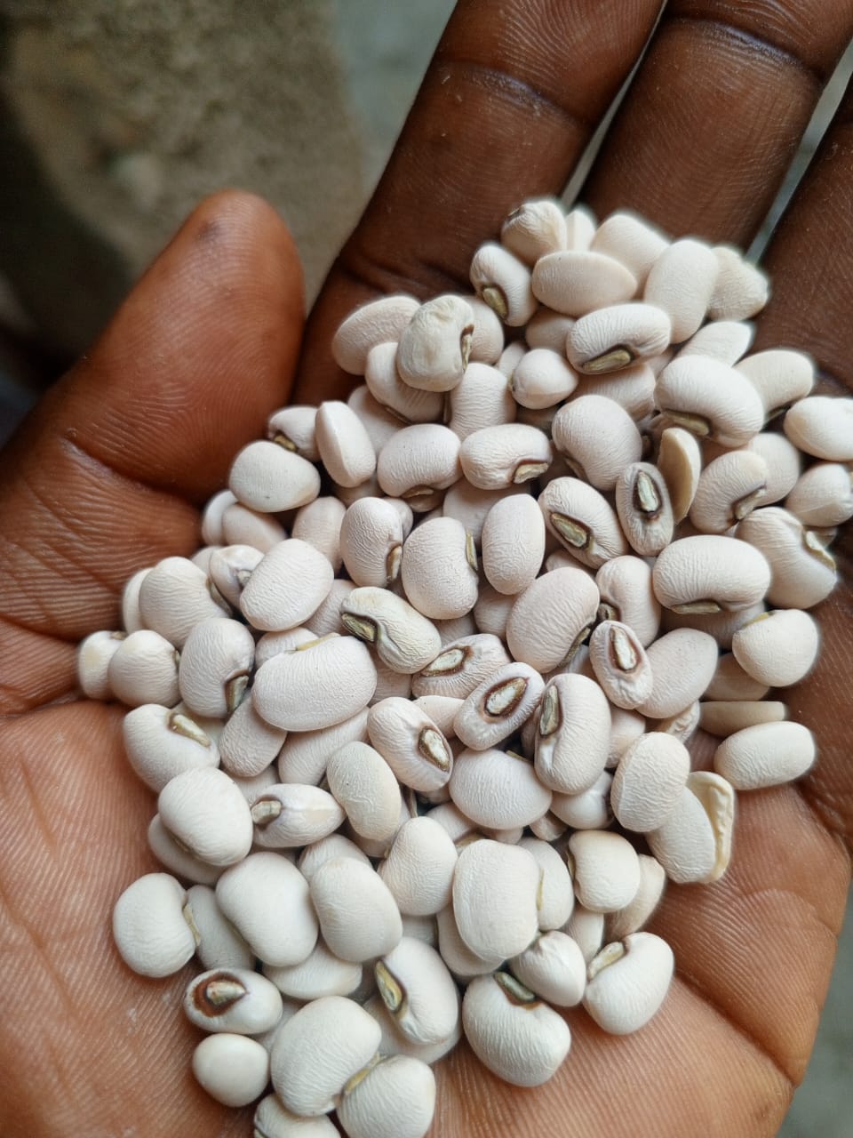 Quality local rice, beans_2
