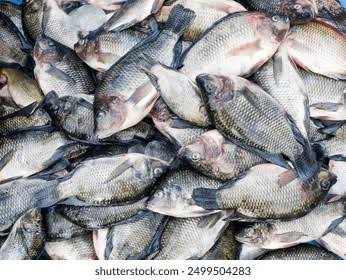 Dry fish , salt fish and Tilapia_4
