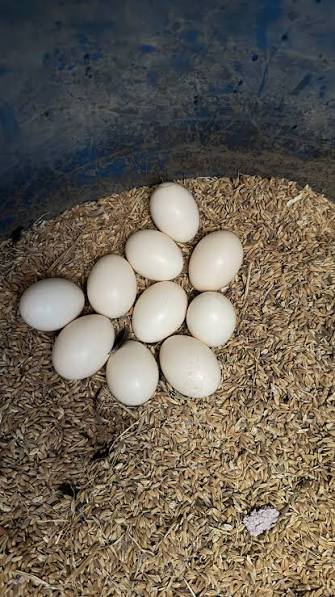 Egg (Deshi Chicken)