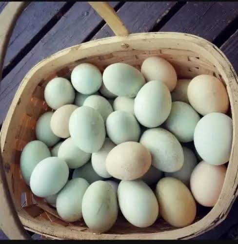 Egg ( Deshi Duck)
