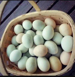 Egg ( Deshi Duck)