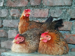 Chicken (Deshi)