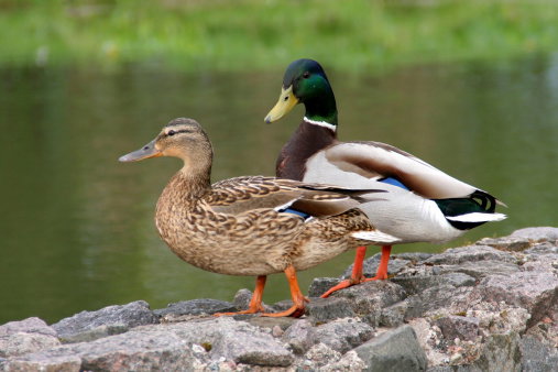Duck (Deshi)