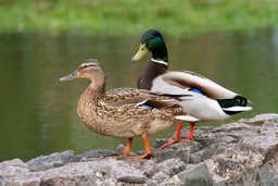 Duck (Deshi)