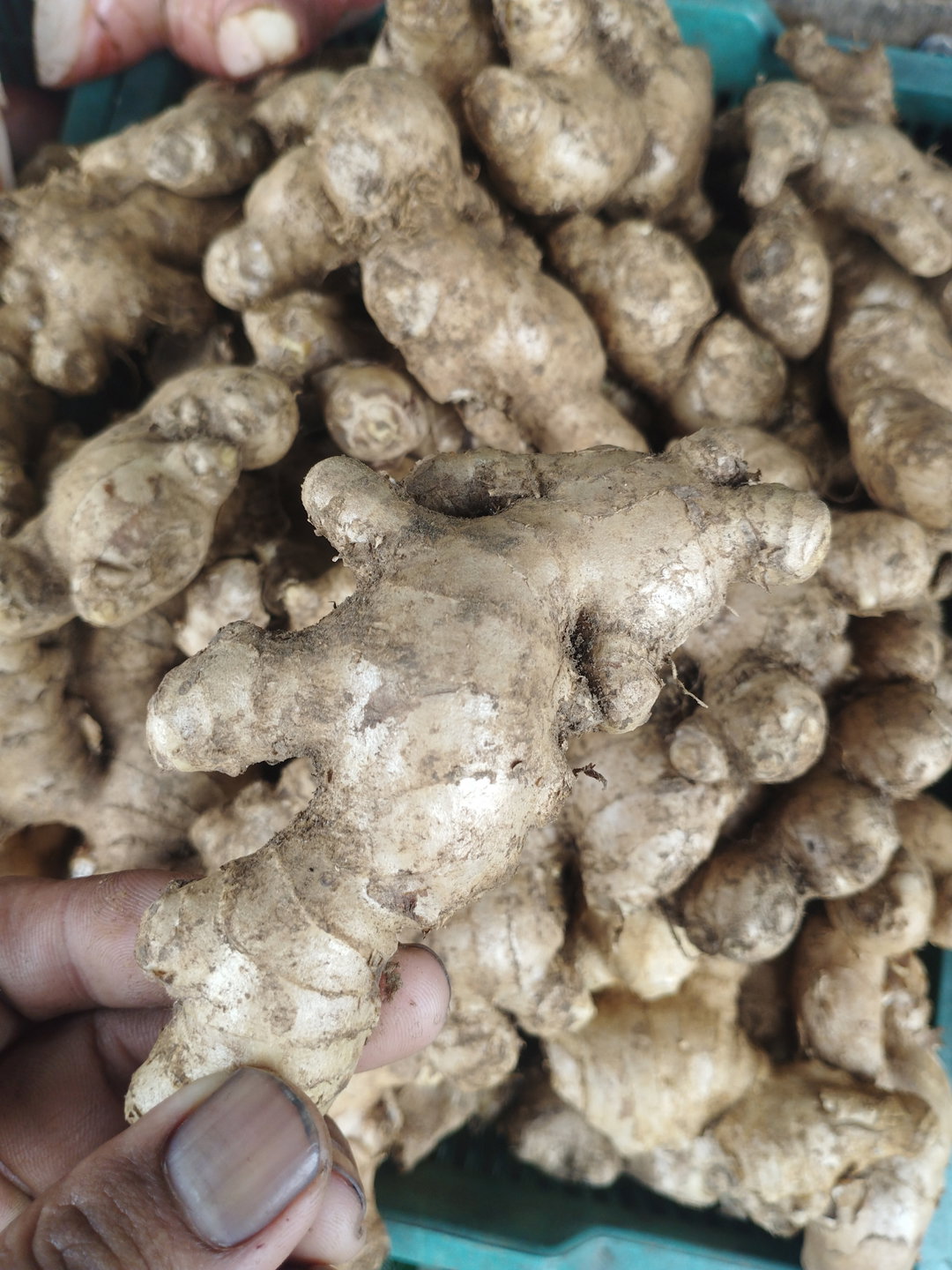 Jahe Gajah / Masak