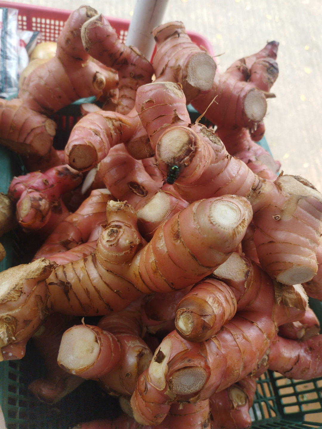 Lengkuas Merah