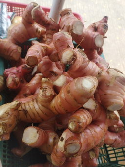 Lengkuas Merah