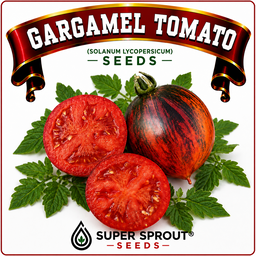 Black tomato combo collection x 6 packs