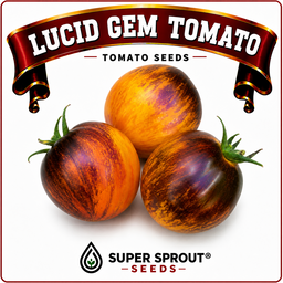 Black tomato combo collection x 6 packs