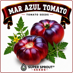Black tomato combo collection x 6 packs