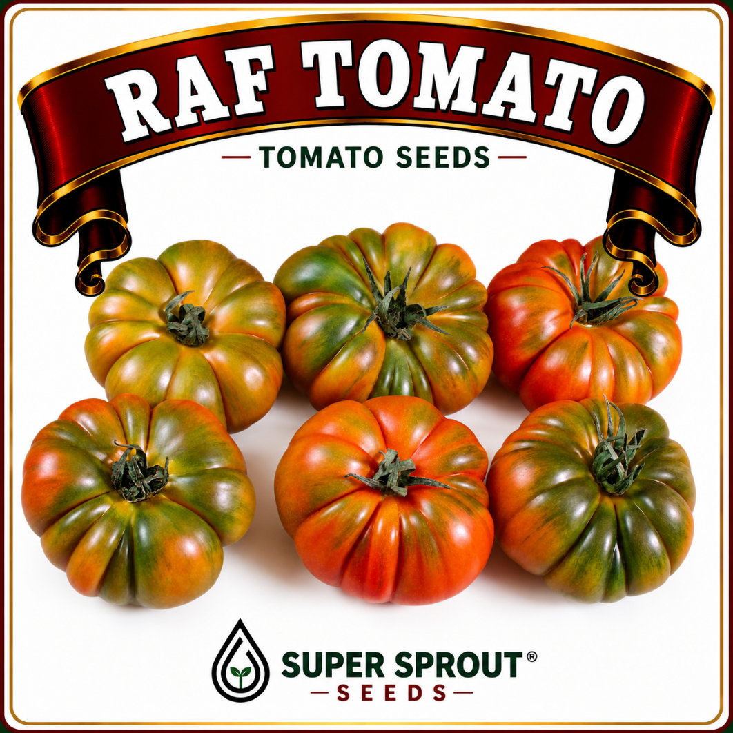 RAF TOMATO x 10 seeds_1