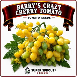 BARRY'S CRAZY CHERRY TOMATO x 10 organic seeds