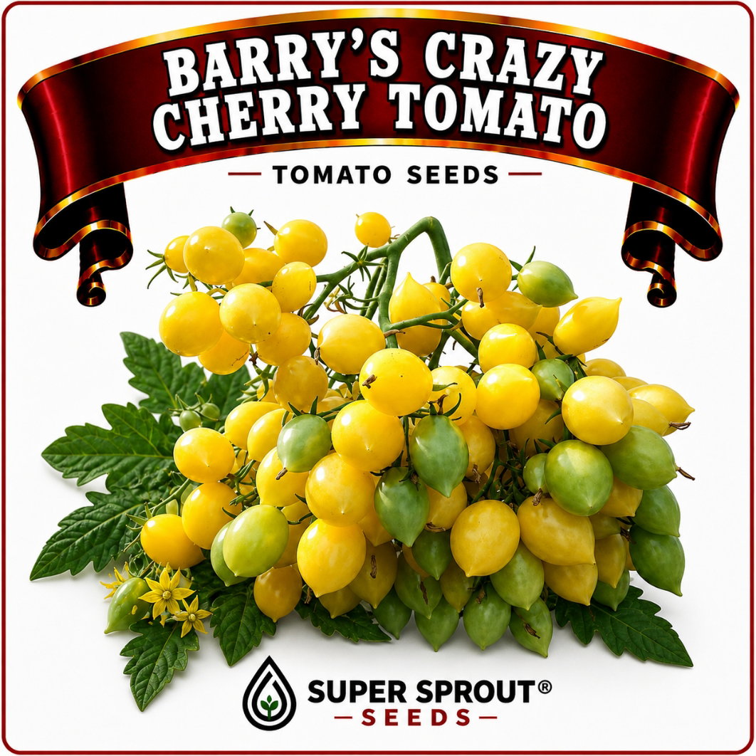 BARRY'S CRAZY CHERRY TOMATO x 10 organic seeds