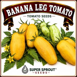 🍅TOMATO BANANA LEGS🍅 x 15+ organic seeds