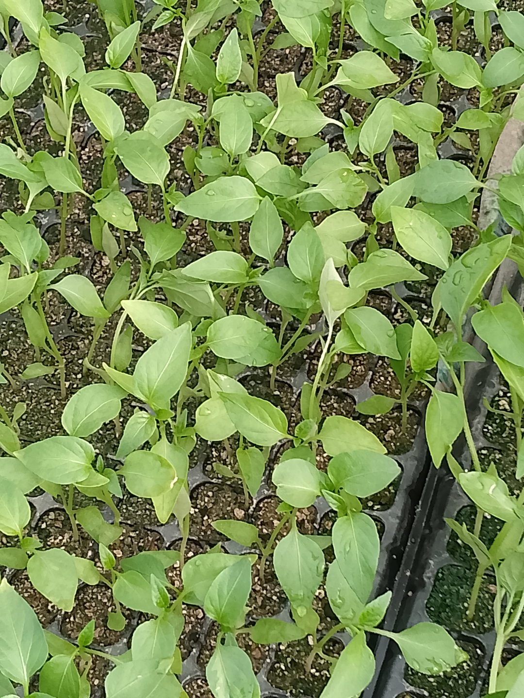 Red Colored  F1 Capsicum Seedlings