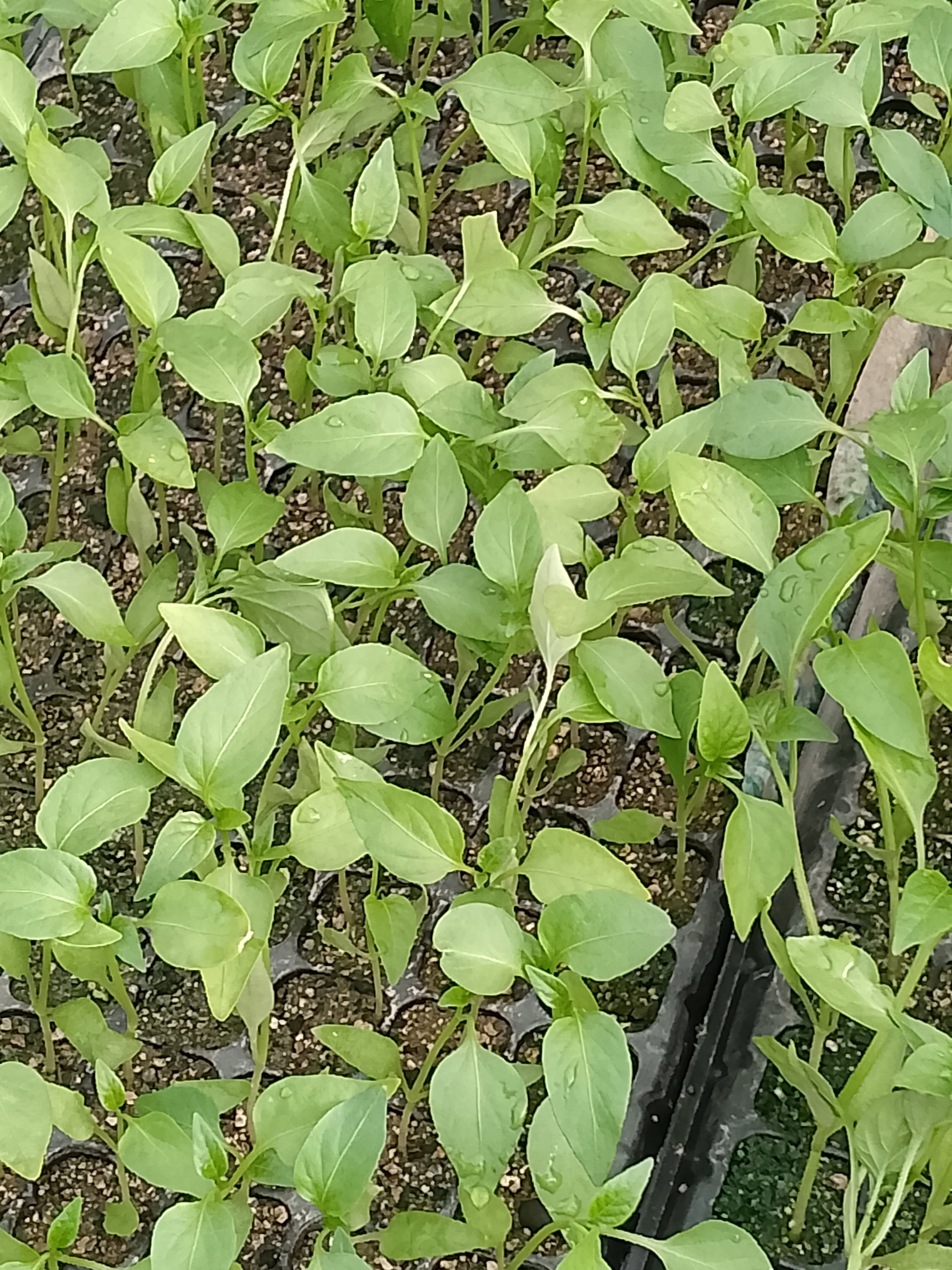 Yellow Colored F1 Capsicum Seedlings_0