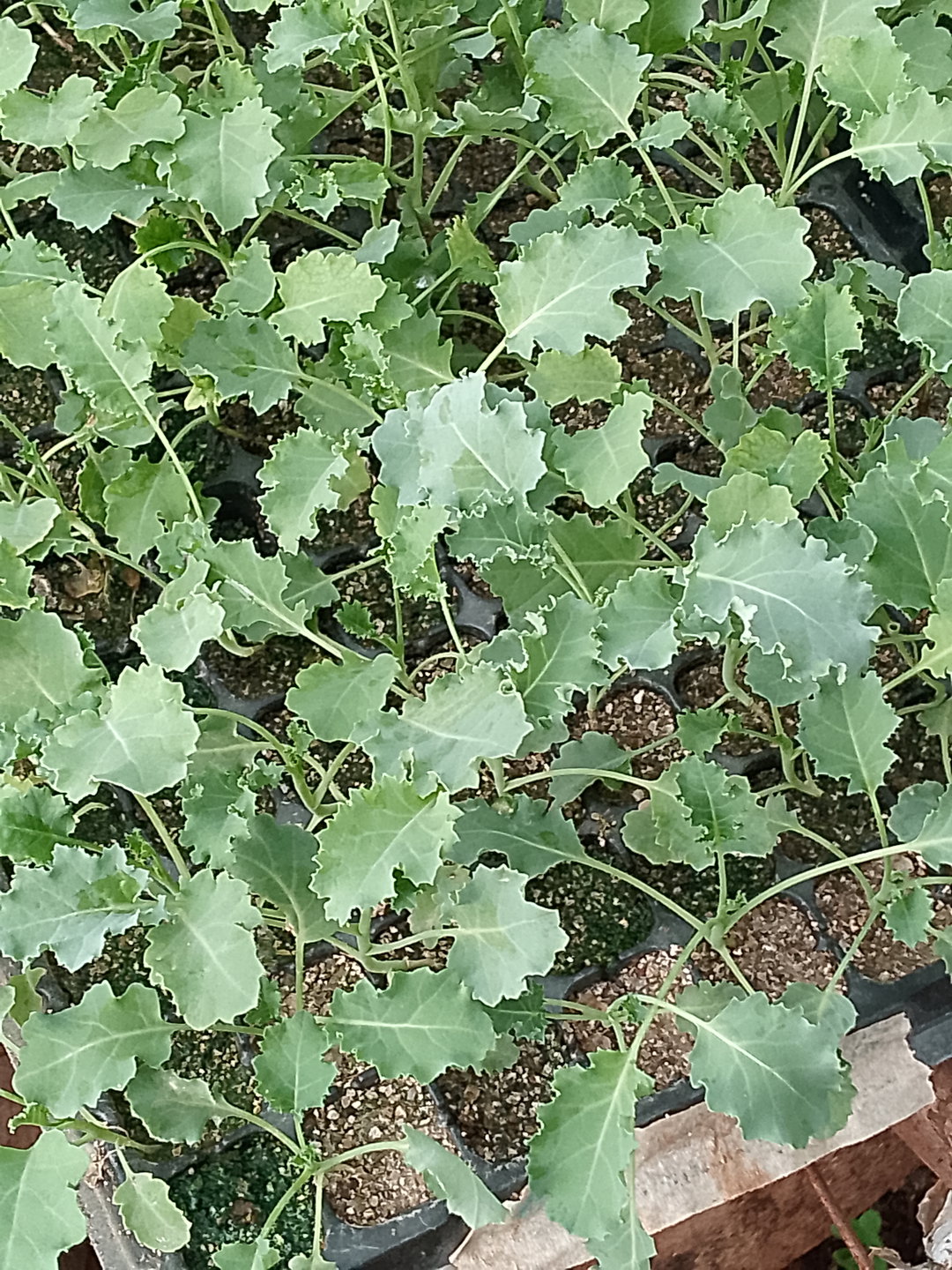 Curly Kale Seedlings