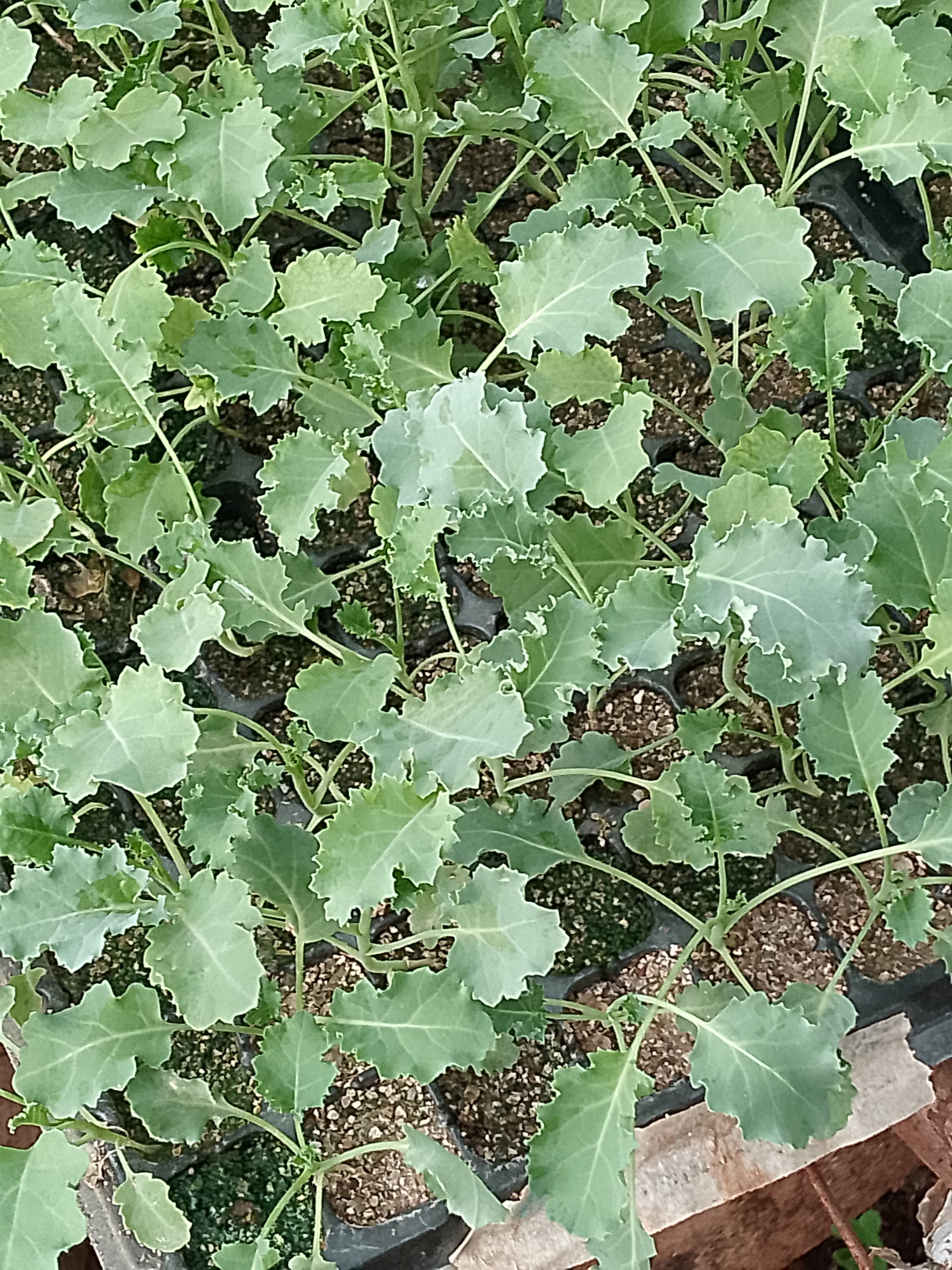 Curly Kale Seedlings_0