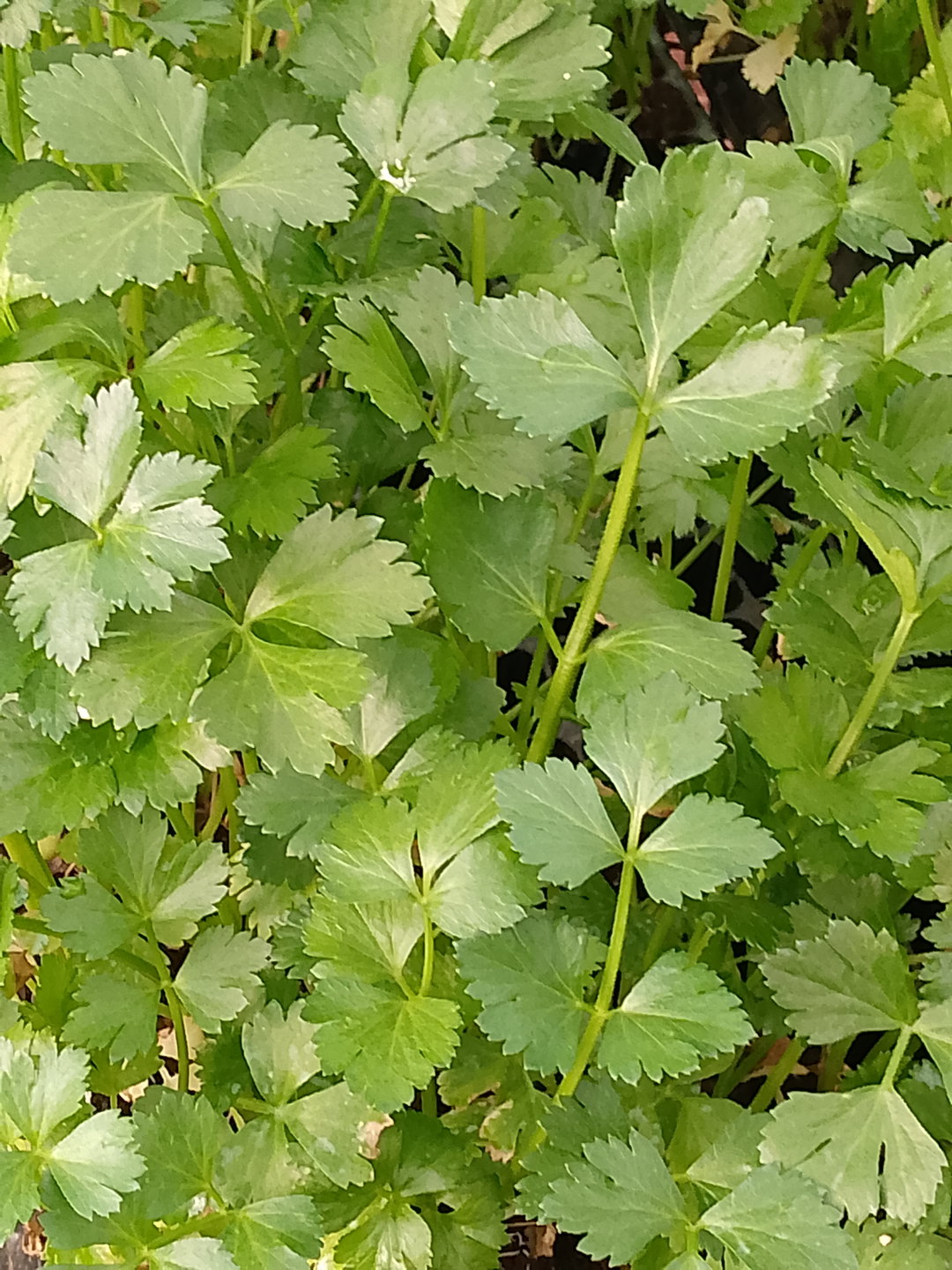 Celery Seedlings