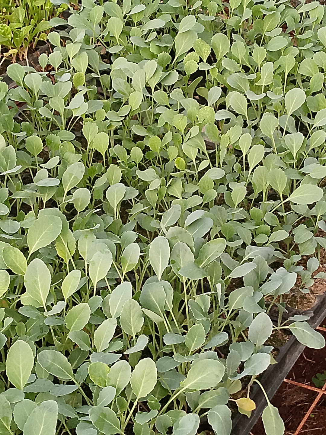 Cabbage Seedlings