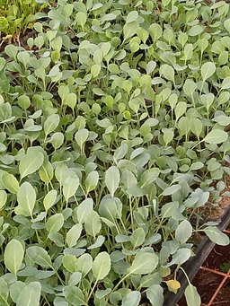 Cabbage Seedlings