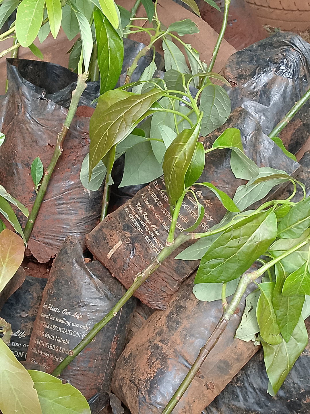 Hass Avocado Seedlings