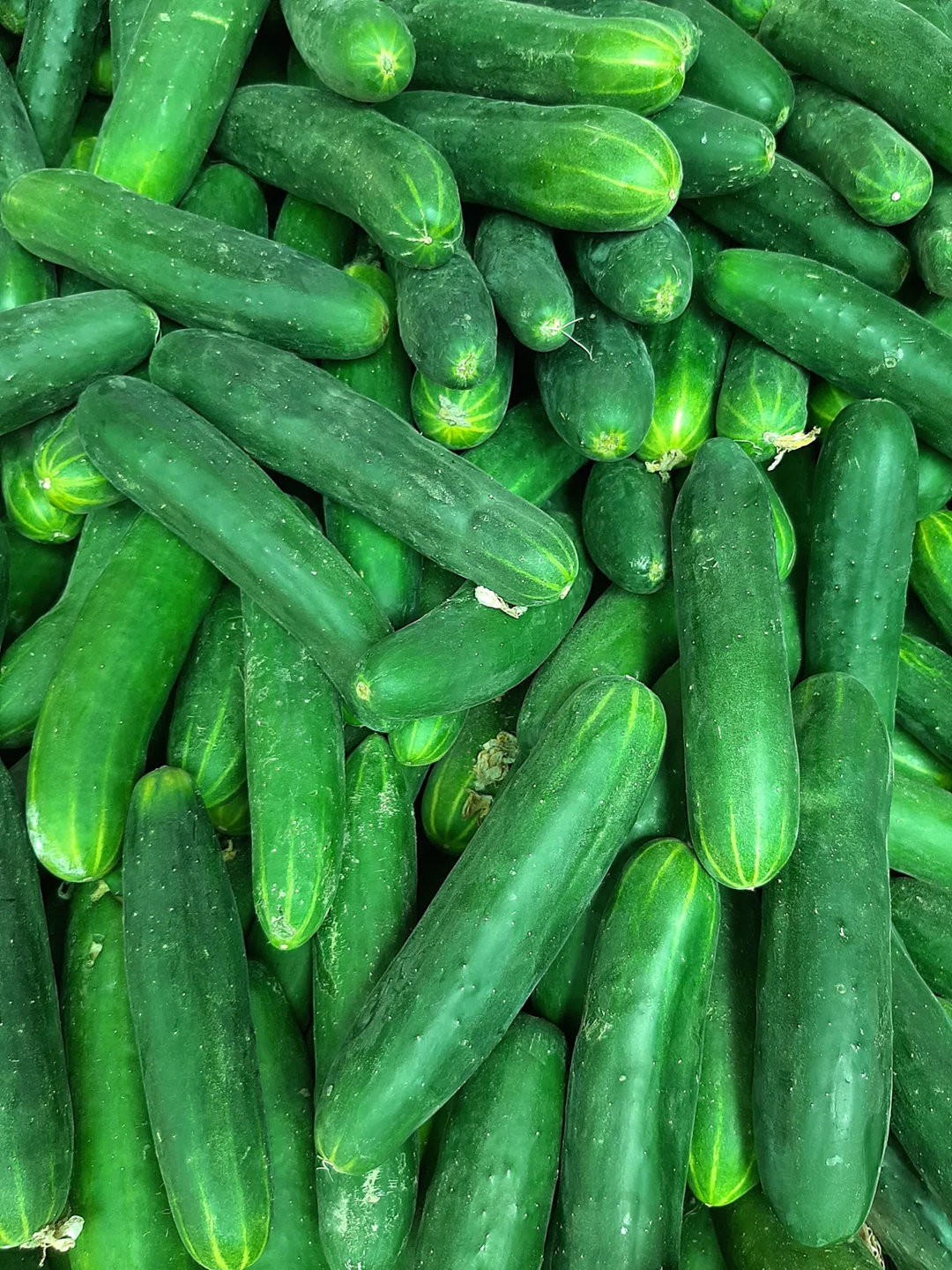 Cucumber