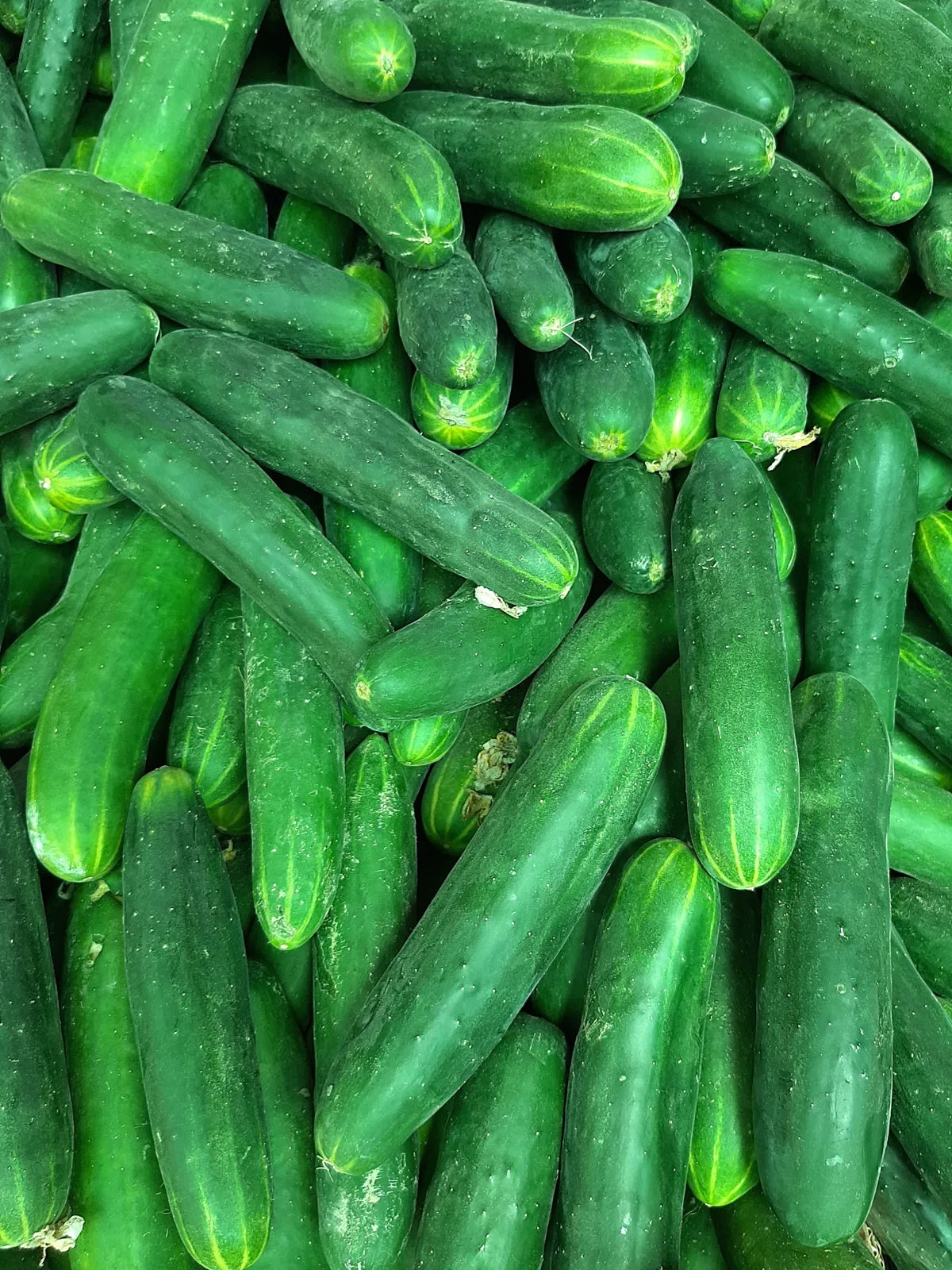 Cucumber _0
