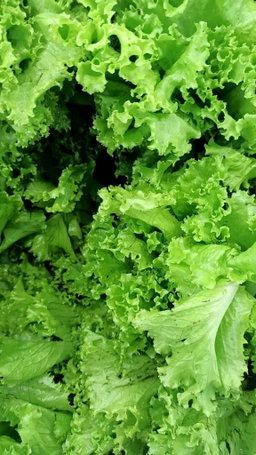 VEGETABLES 