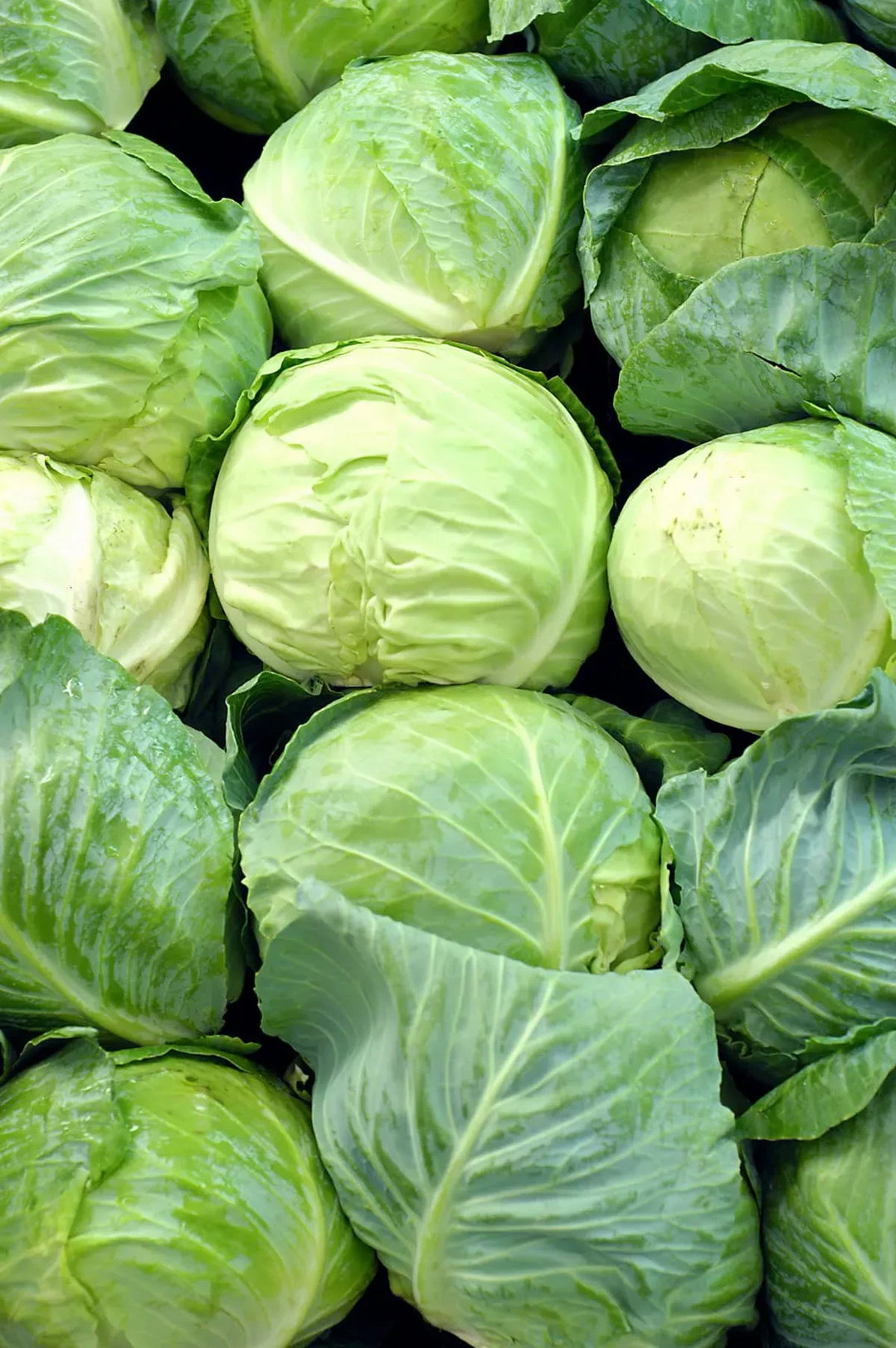 Cabbage 