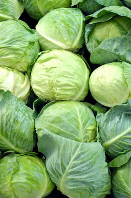 Cabbage 