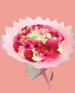 480 - Gerberas 
