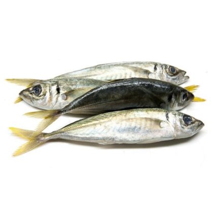Chinchard importé 