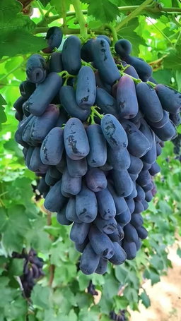 عنب أسود زيتوني