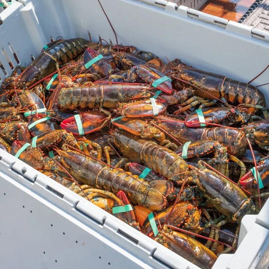 Boston Lobster_2