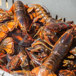 Boston Lobster