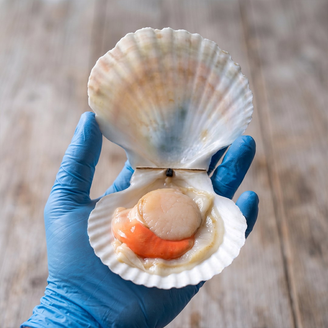 Sea Scallops XXL Size_2