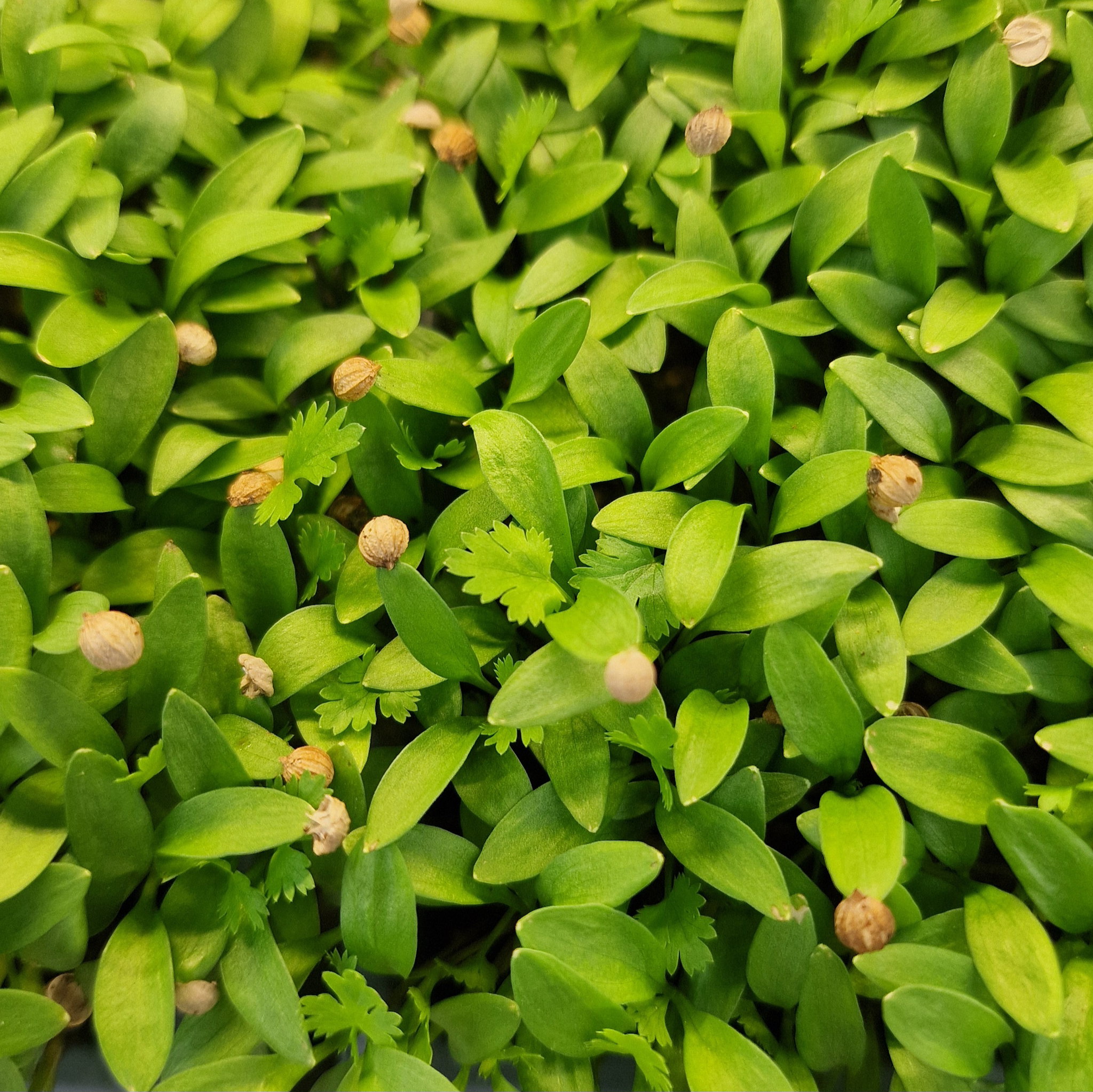 Coriander babyleaf_1