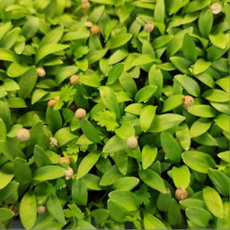 Coriander babyleaf