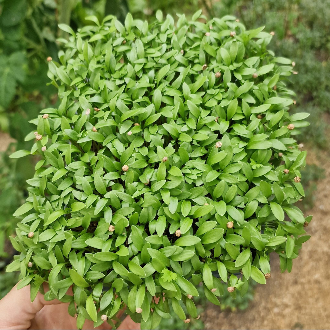 Coriander babyleaf