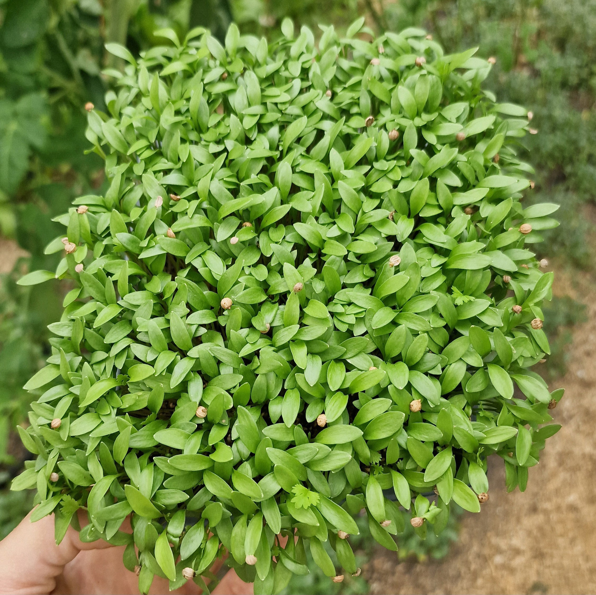 Coriander babyleaf