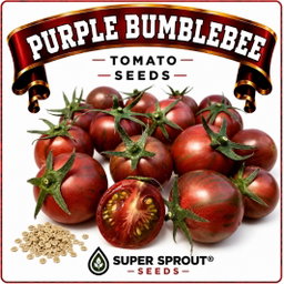 🍅BUMBLE BEE PURPLE TOMATO🍅 x 15+ seeds