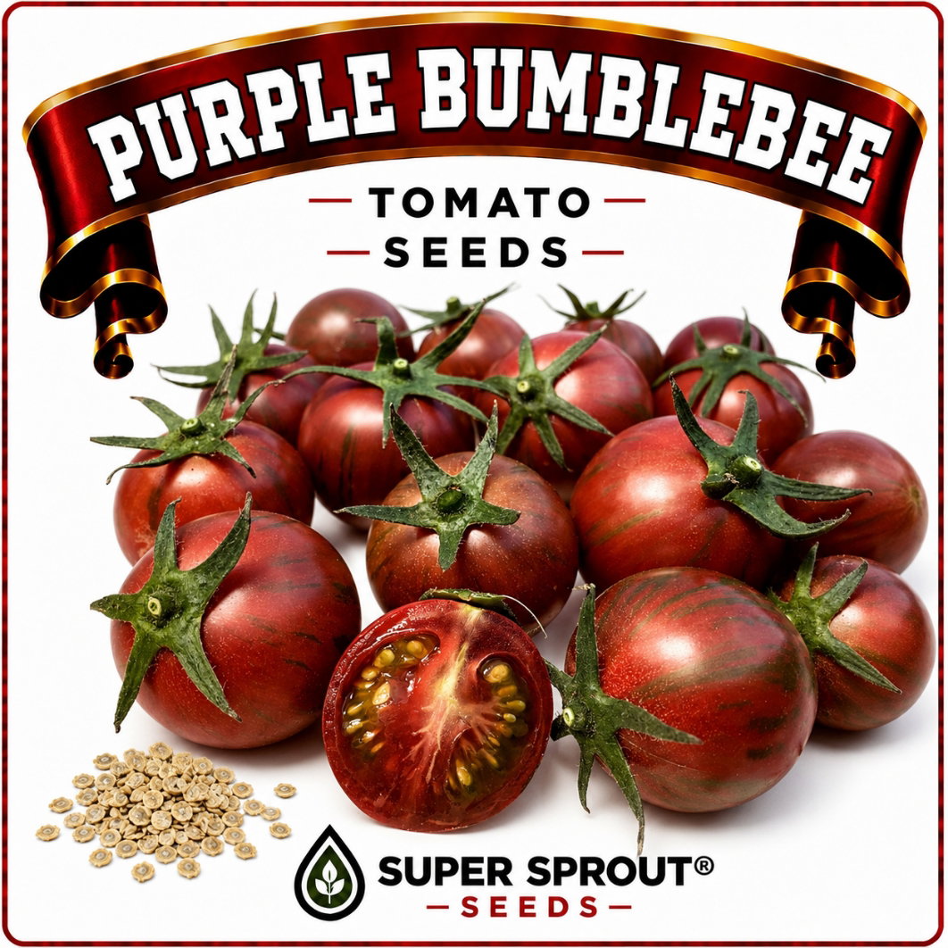 🍅BUMBLE BEE PURPLE TOMATO🍅 x 15+ seeds