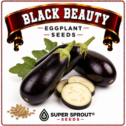 🍆BLACK BEAUTY EGGPLANT🍆 x 25+ seeds