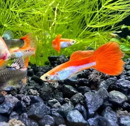 Red and White Rainbow Guppy