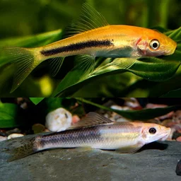 Marble algae eater (Gyrinocheilus aymonieri)