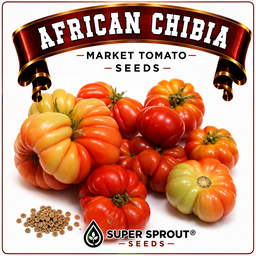 🍅AFRICAN CHIBIA MARKET TOMATO🍅 x 15+ seeds