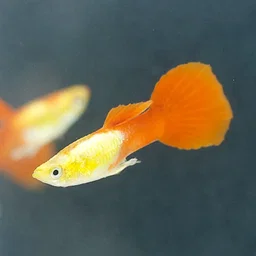 Golden Head Guppy