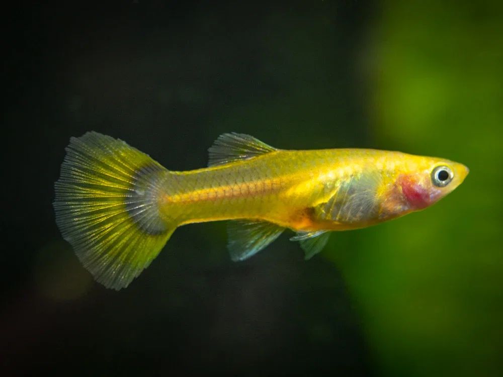 Golden Guppy