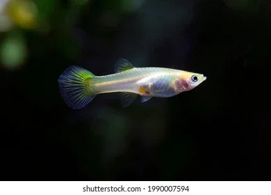 Golden Guppy_1